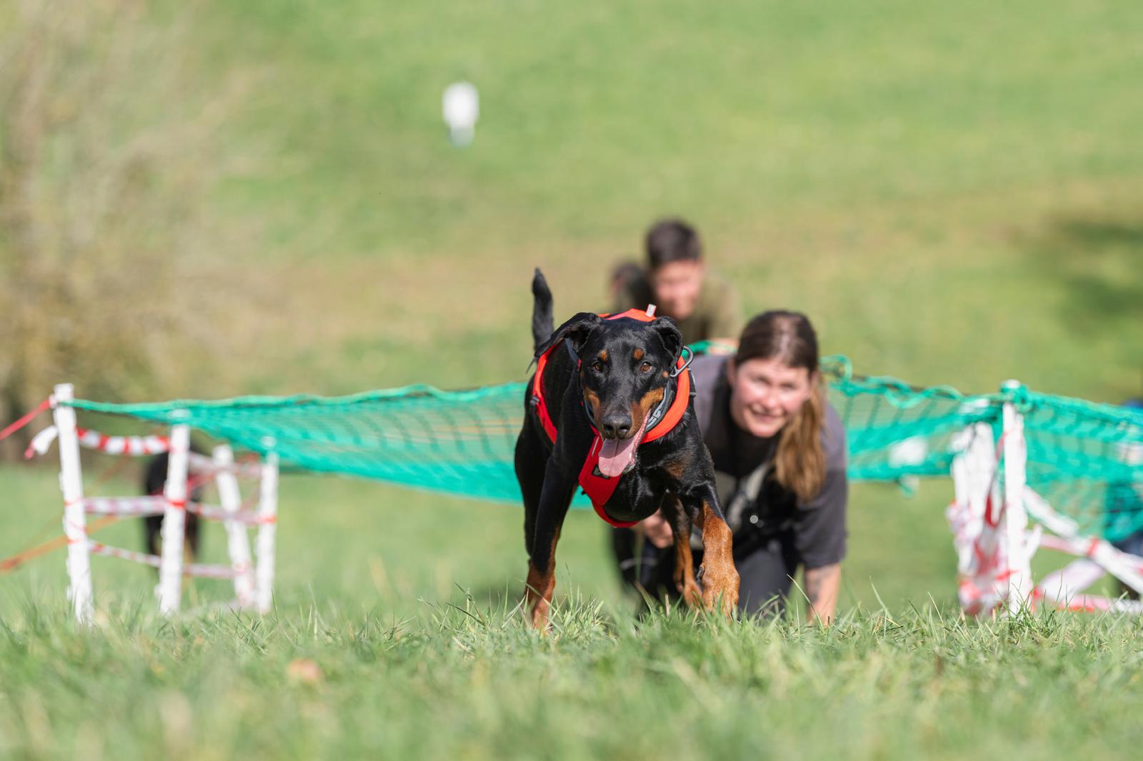 Zughundesport7 Zughundesport Canicross Strongdog Wild and Dirty South