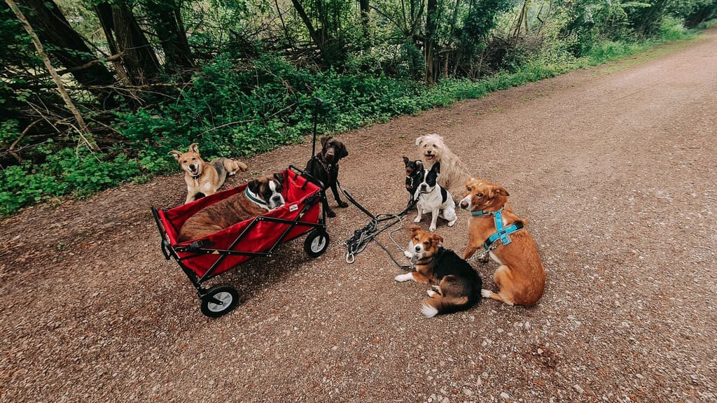 Hundetagesstätte HuTa Augsburg LikO