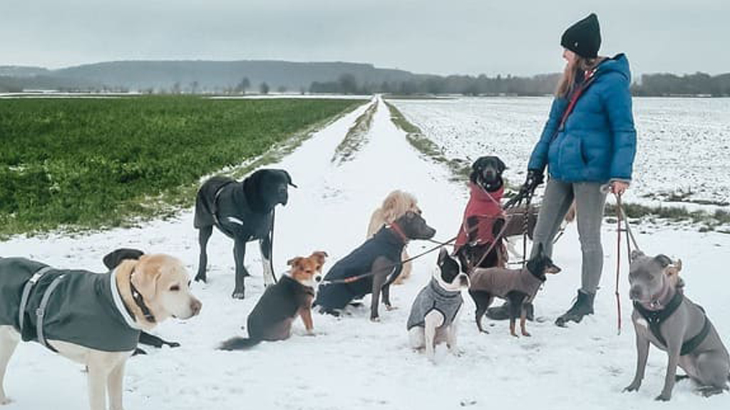 Hundetagesstätte Augsburg