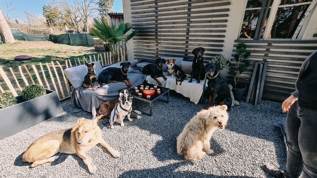 Hundetagesstätte Augsburg Gruppenbild