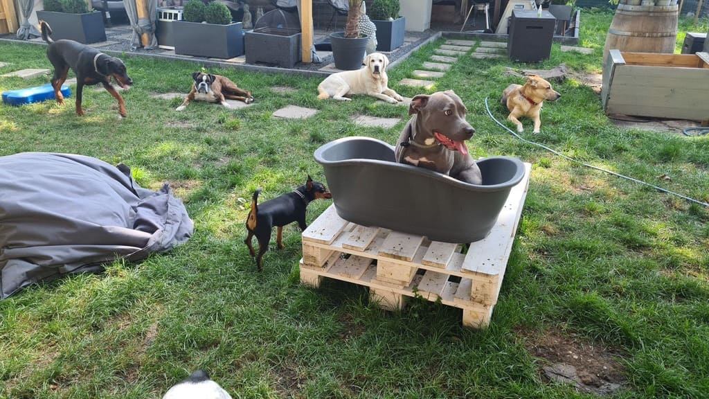 Hundetagesstätte Augsburg