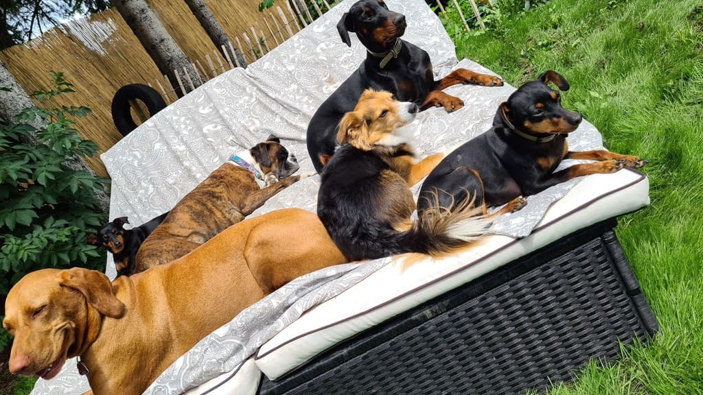 Hundetagesstätte Augsburg