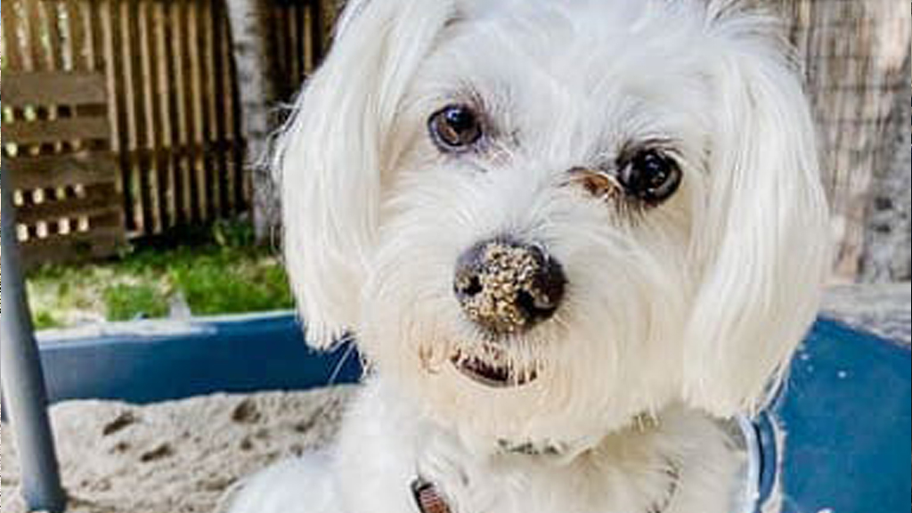 LiKO Hundezentrum Augsburg