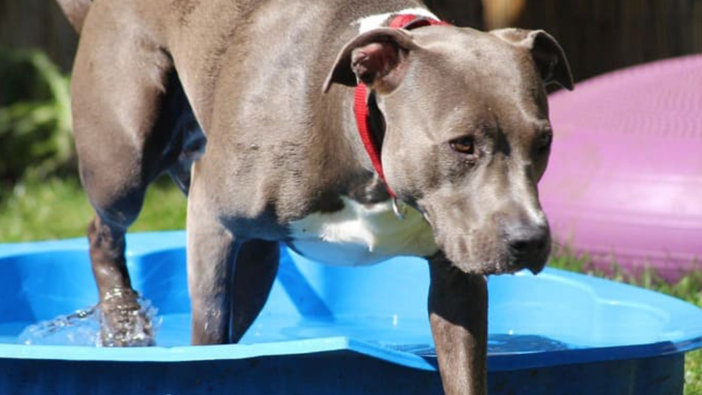 Hundepension Augsburg LikO