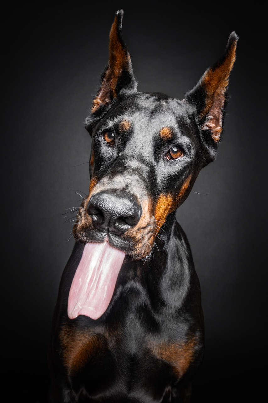 LiKO Hundezentrum Hundetagestätte Huta Augsburg