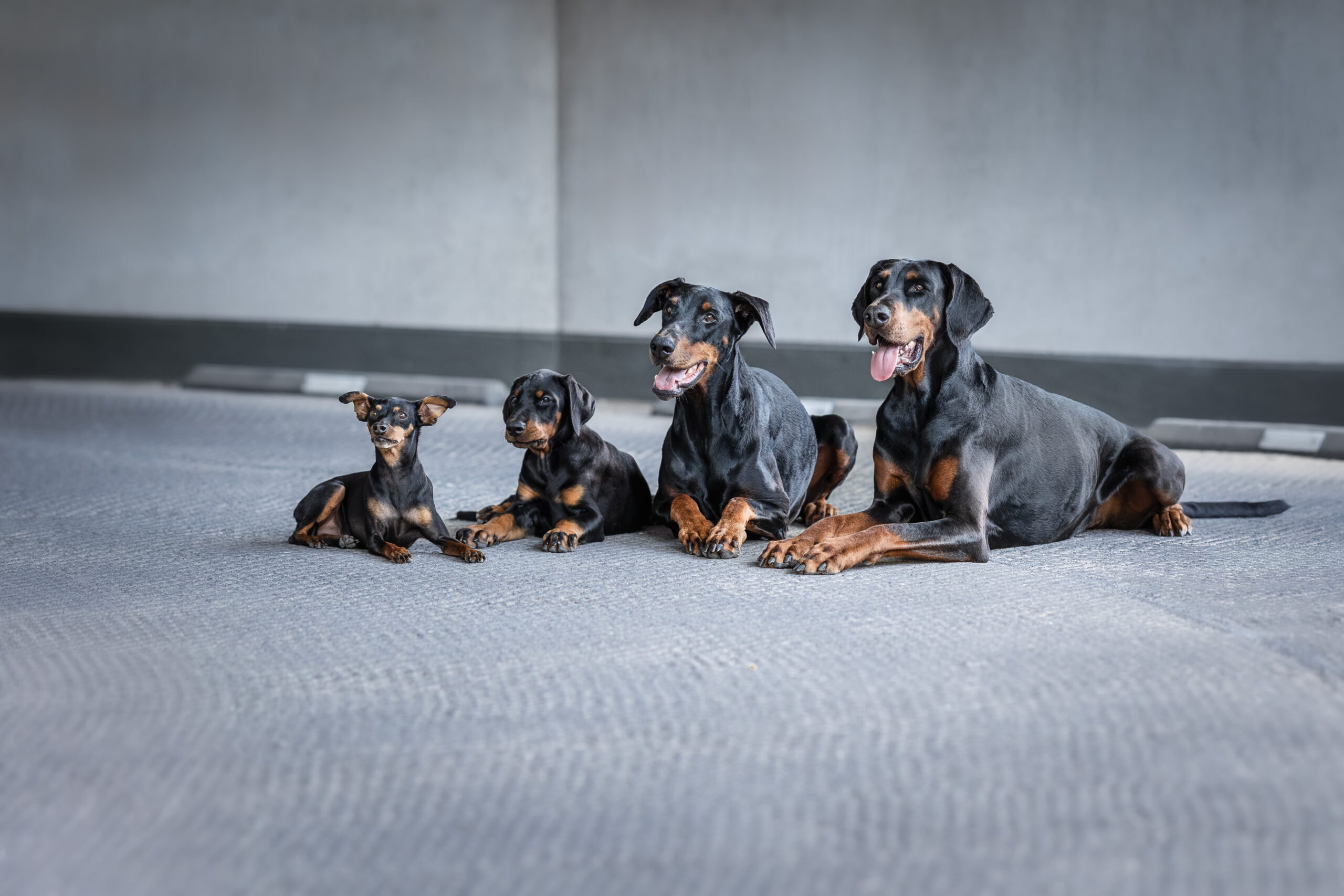 LiKO Hundezentrum Hundetagestätte Huta Augsburg